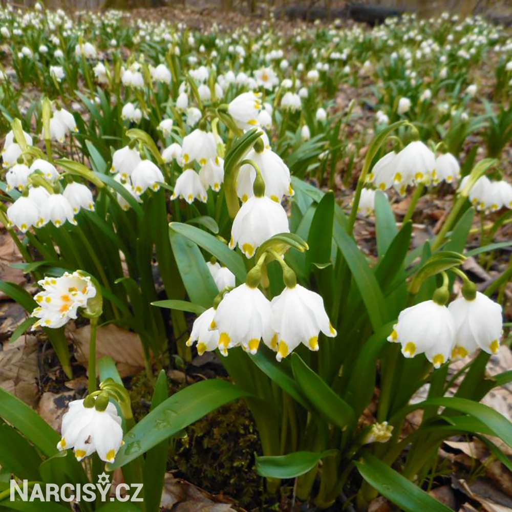 bledule jarni leucojum vernum 5